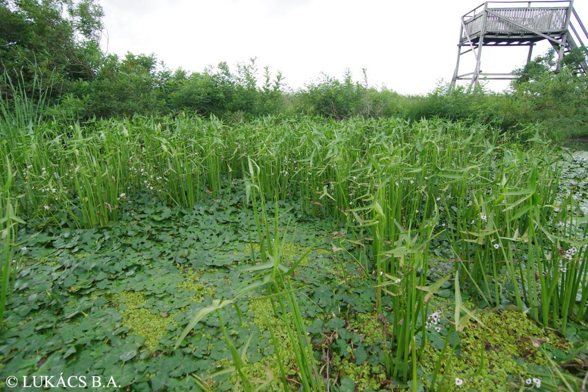 Sagittaria sagittifolia L.