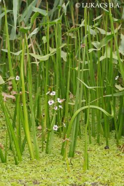 Sagittaria sagittifolia L. 2.Kép