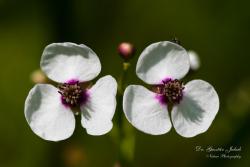 Sagittaria sagittifolia L. 3.Kép