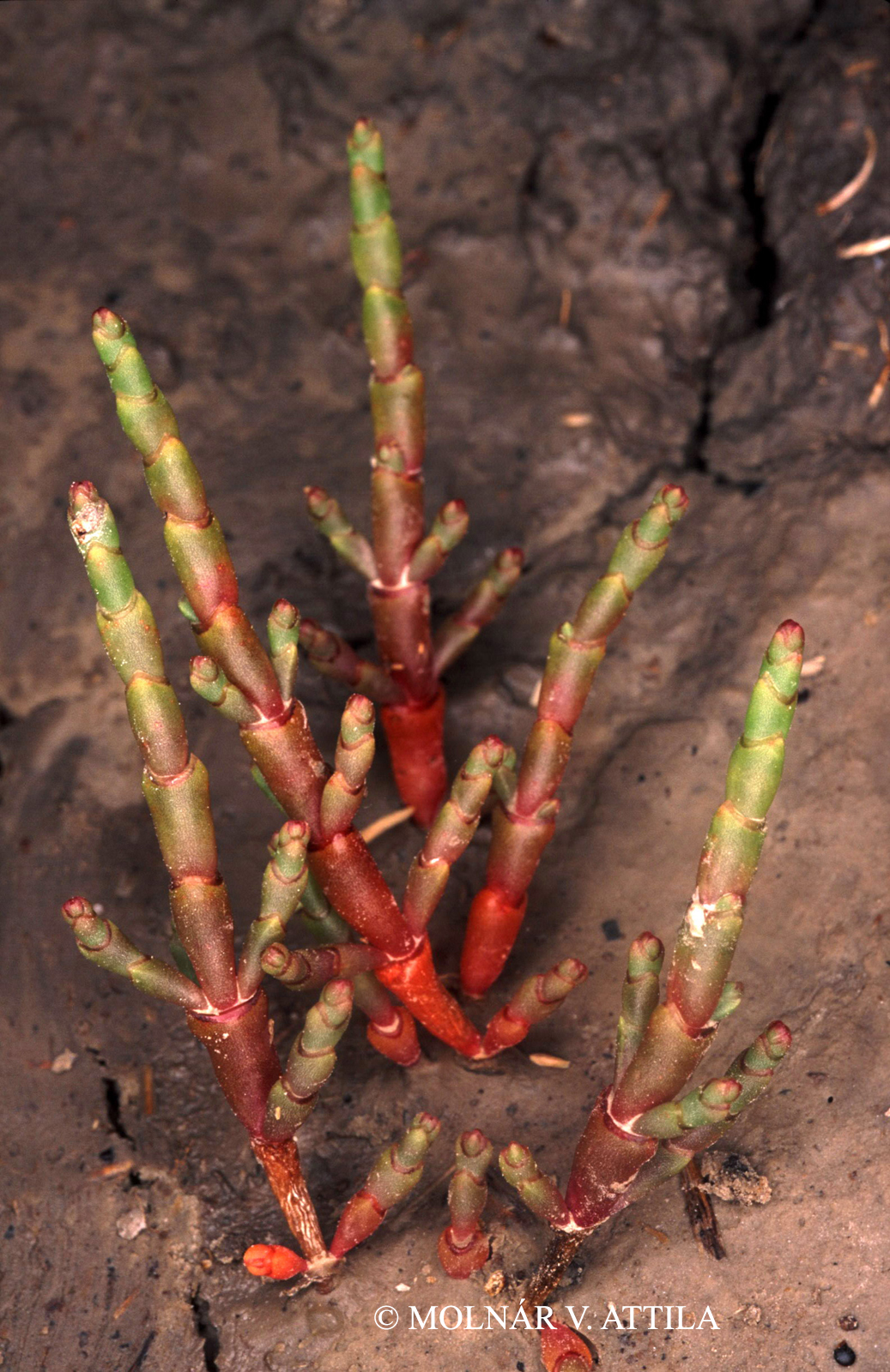 Salicornia prostrata Pall.
