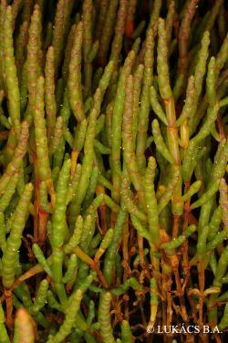 Salicornia prostrata Pall. 2.Image
