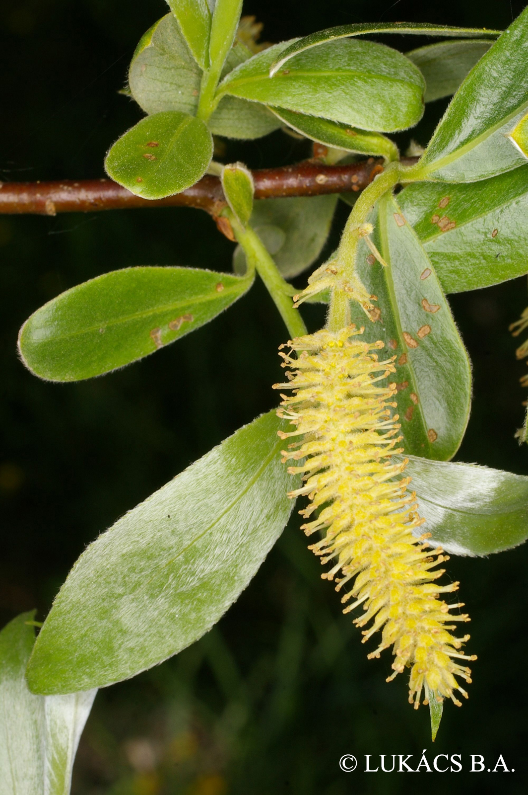 Salix alba L.