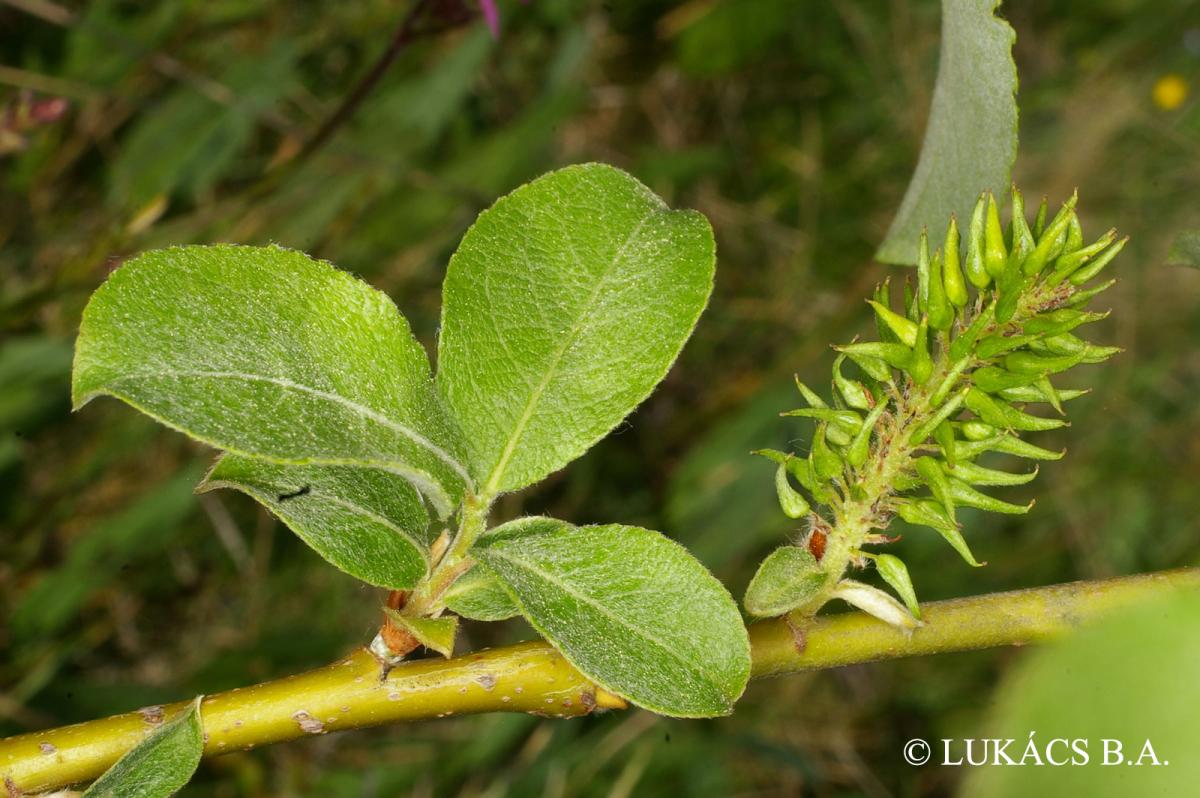 Salix caprea L.
