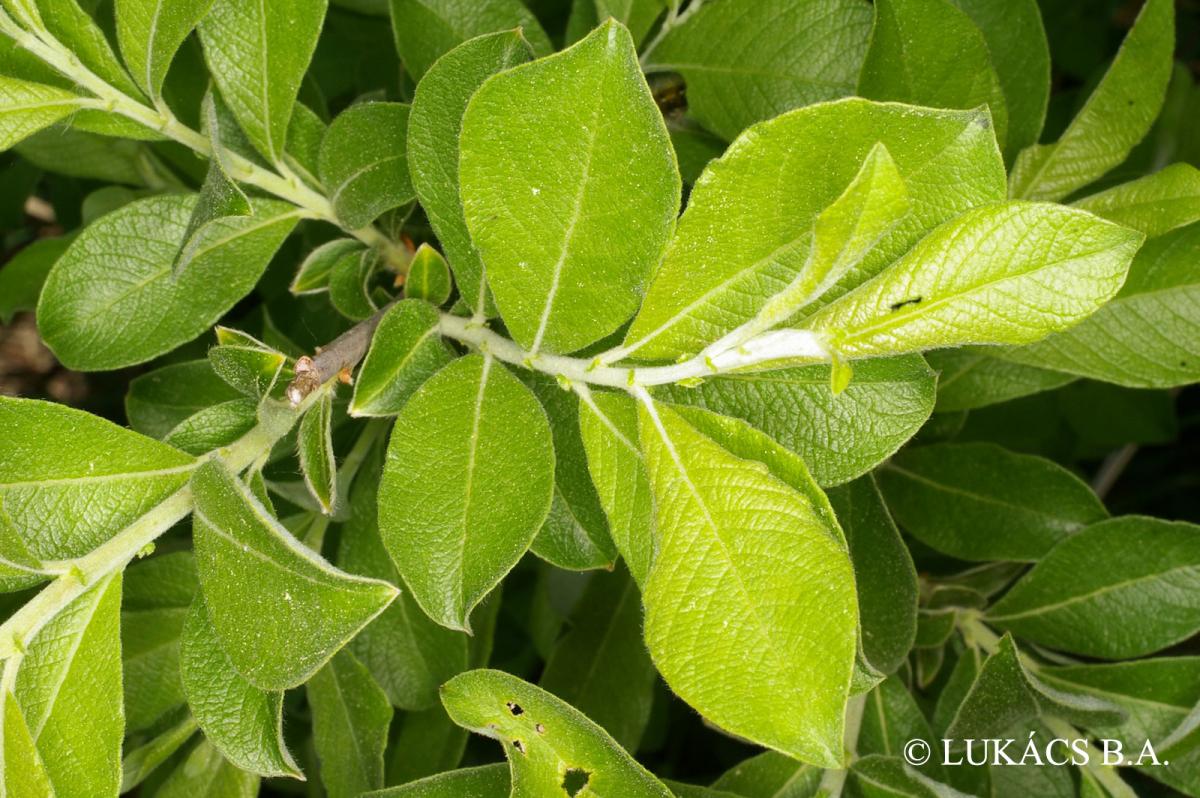 Salix cinerea L.