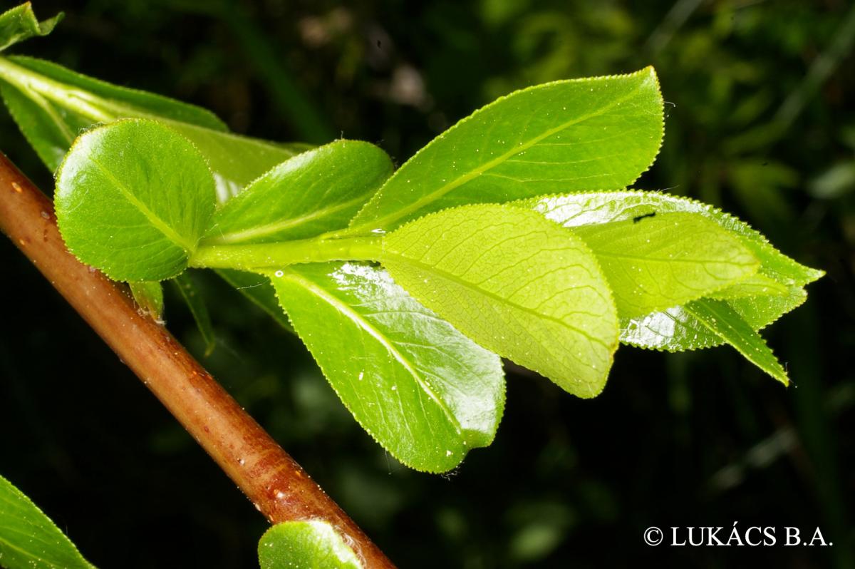 Salix pentandra L.