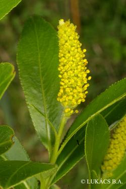 Salix pentandra L. 2.Kép