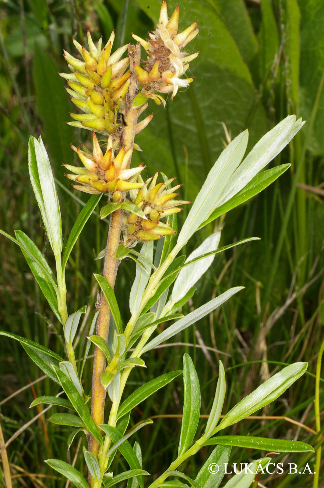 Salix rosmarinifolia L.