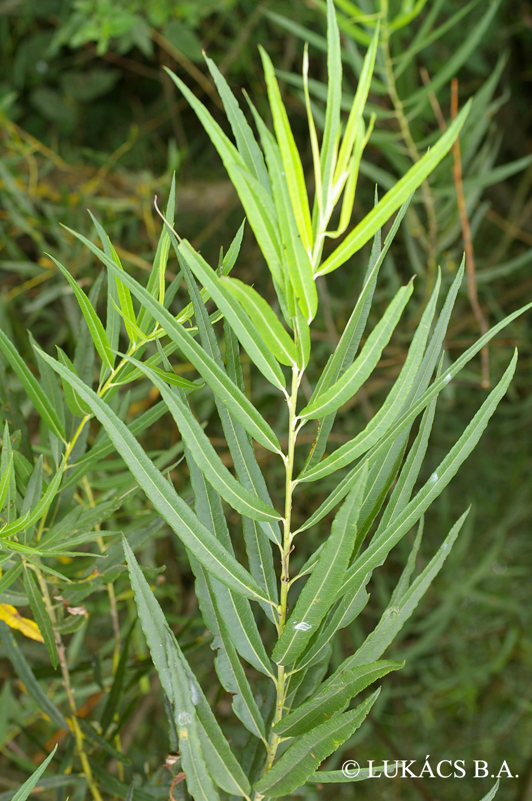 Salix viminalis L.