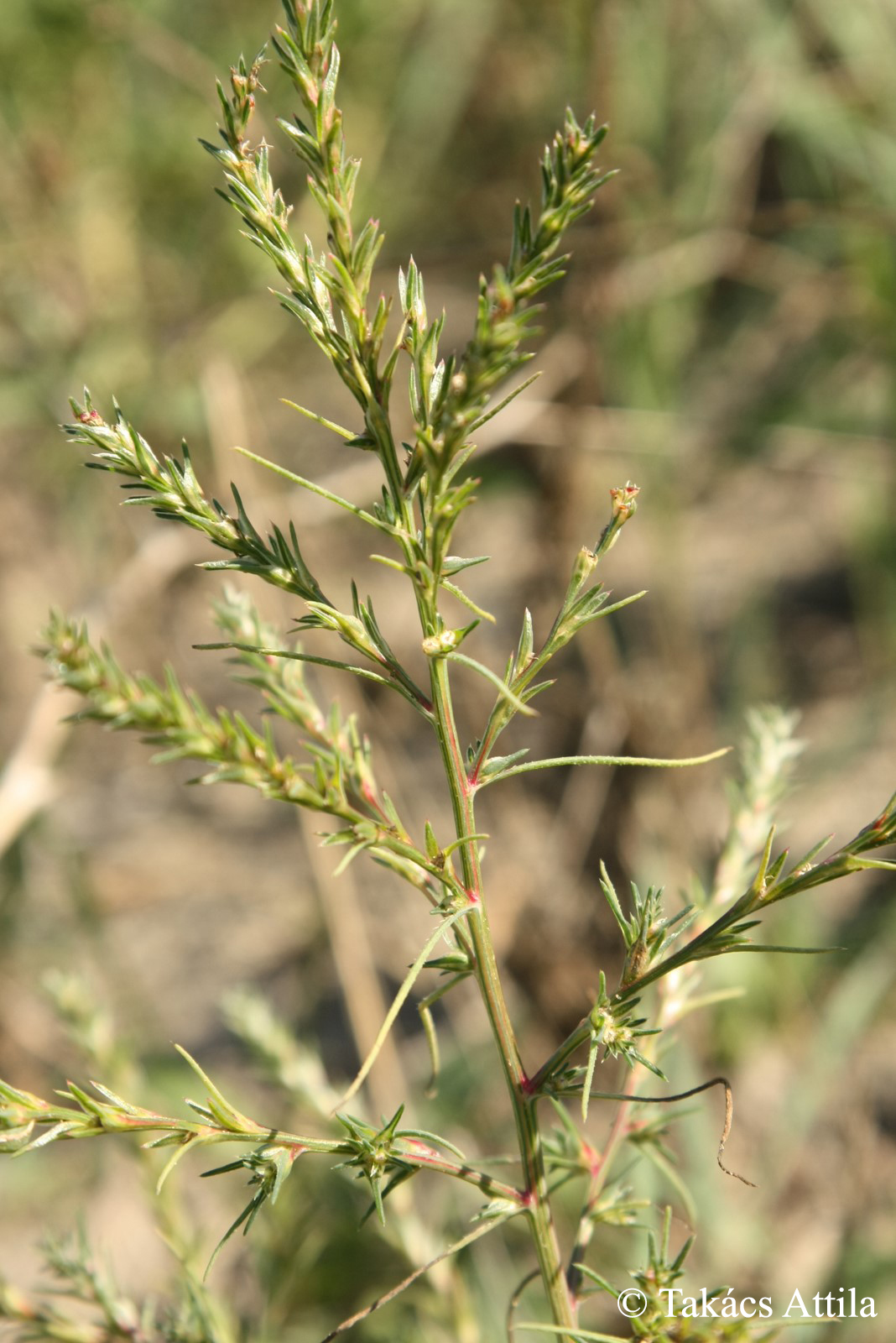 Salsola collina Pall.