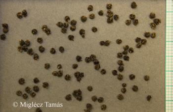 Salsola collina Pall. 2.Image