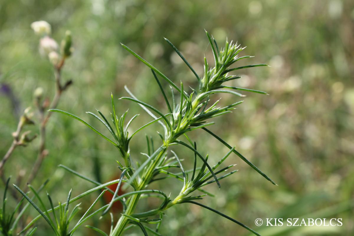 Salsola kali L. s. l.
