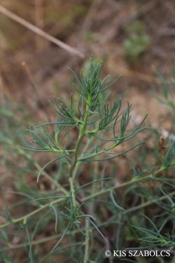 Salsola kali L. s. l. 2.Image