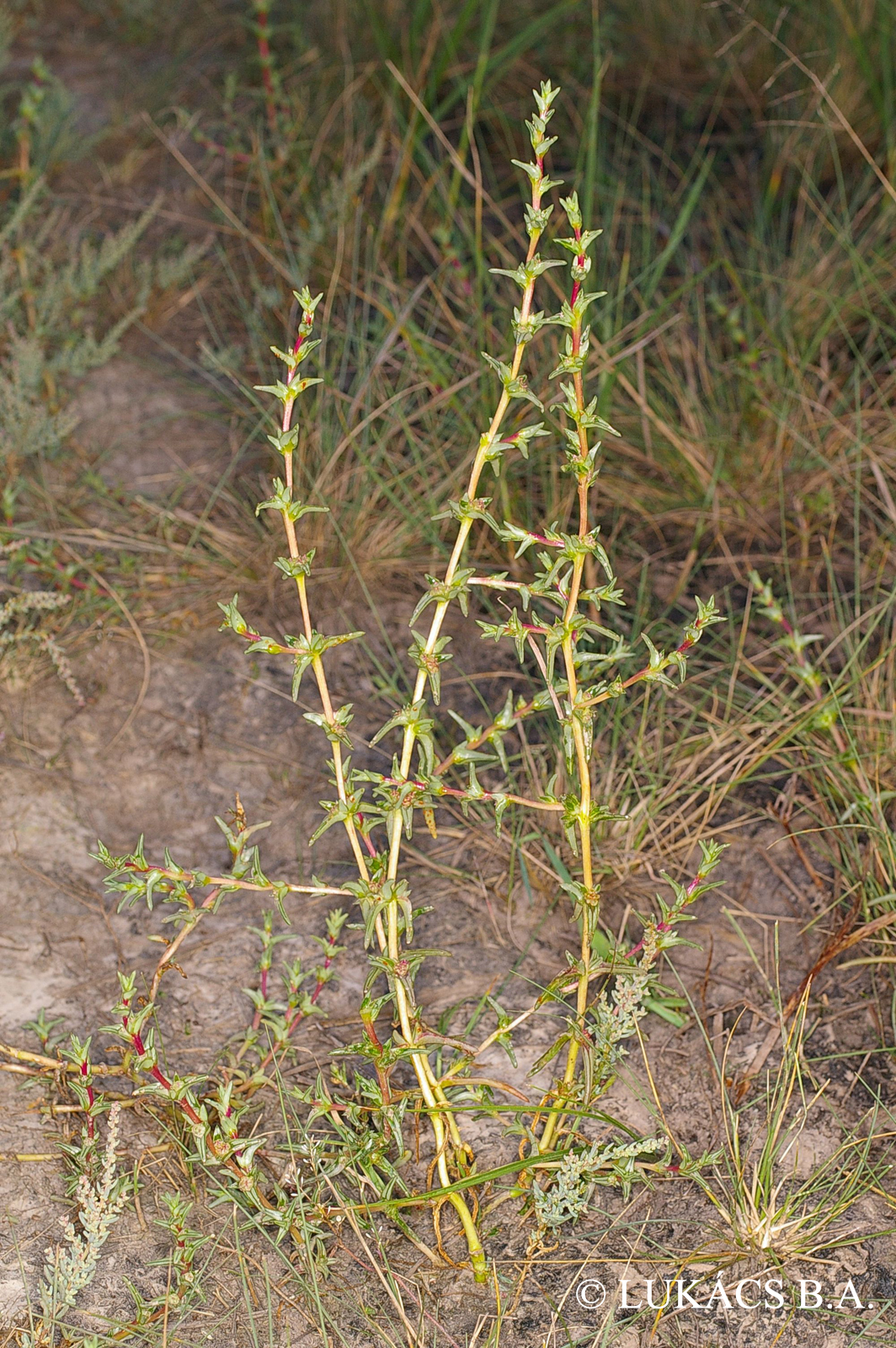 Salsola soda L.