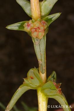 Salsola soda L. 2.Image