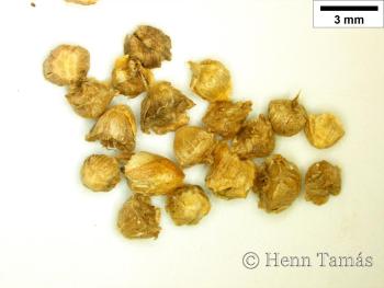 Salsola soda L. 4.Image
