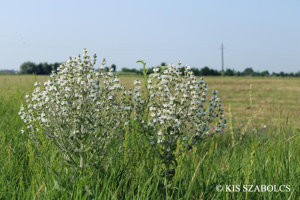 Salvia aethiopis L.
