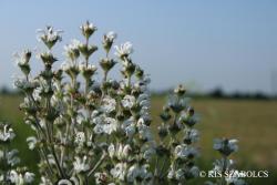 Salvia aethiopis L. 2.Image