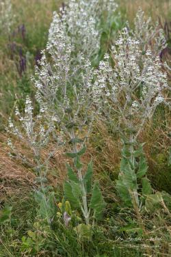 Salvia aethiopis L. 3.Image
