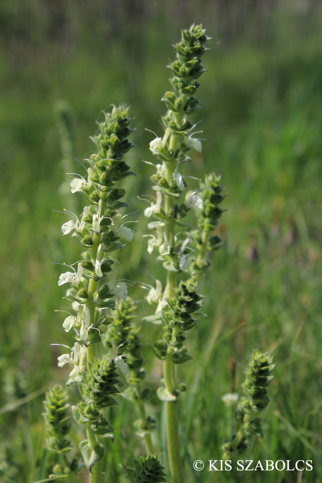 Salvia austriaca Jacq.
