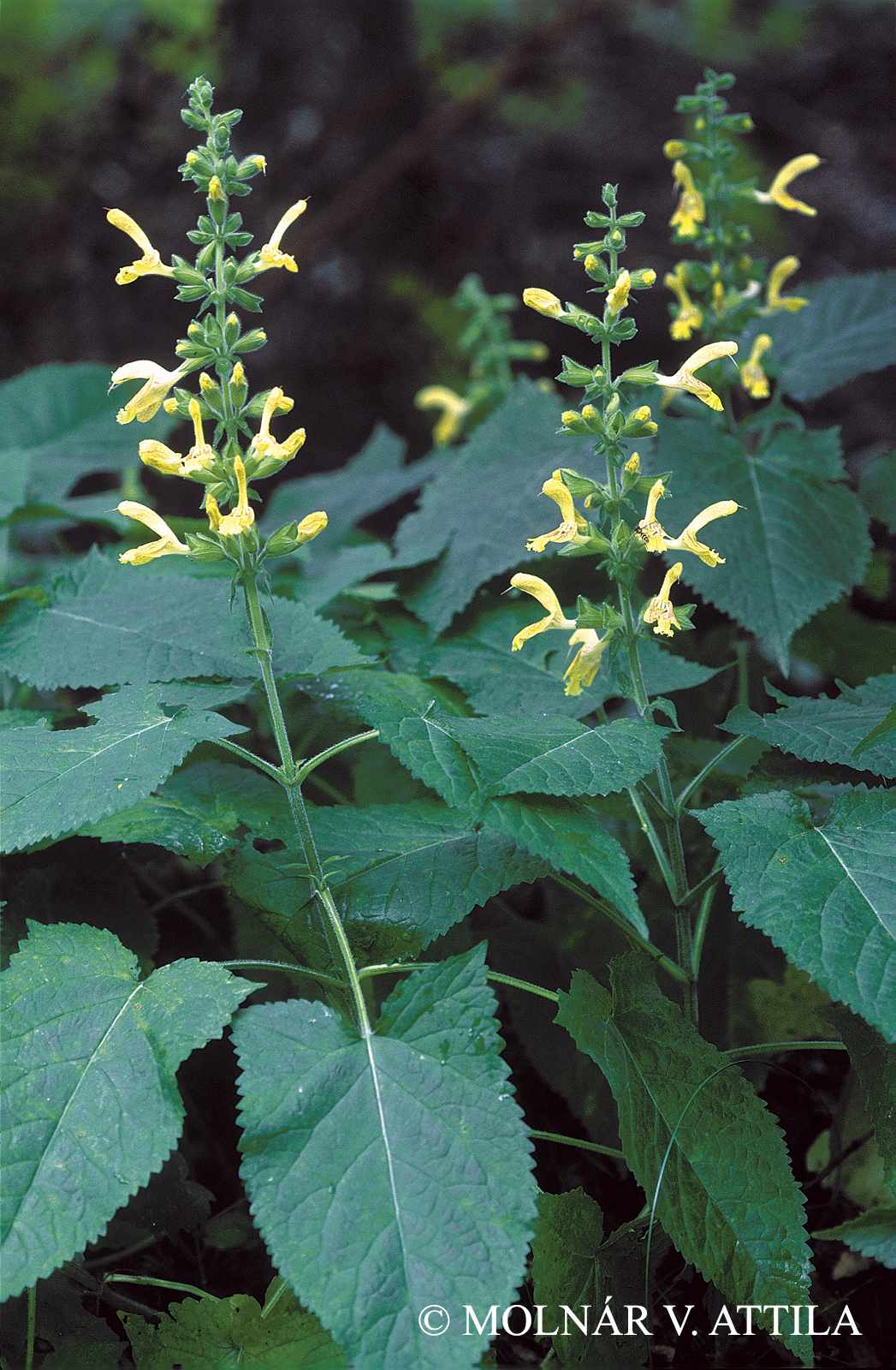 Salvia glutinosa L.