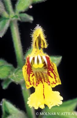 Salvia glutinosa L. 2.Image