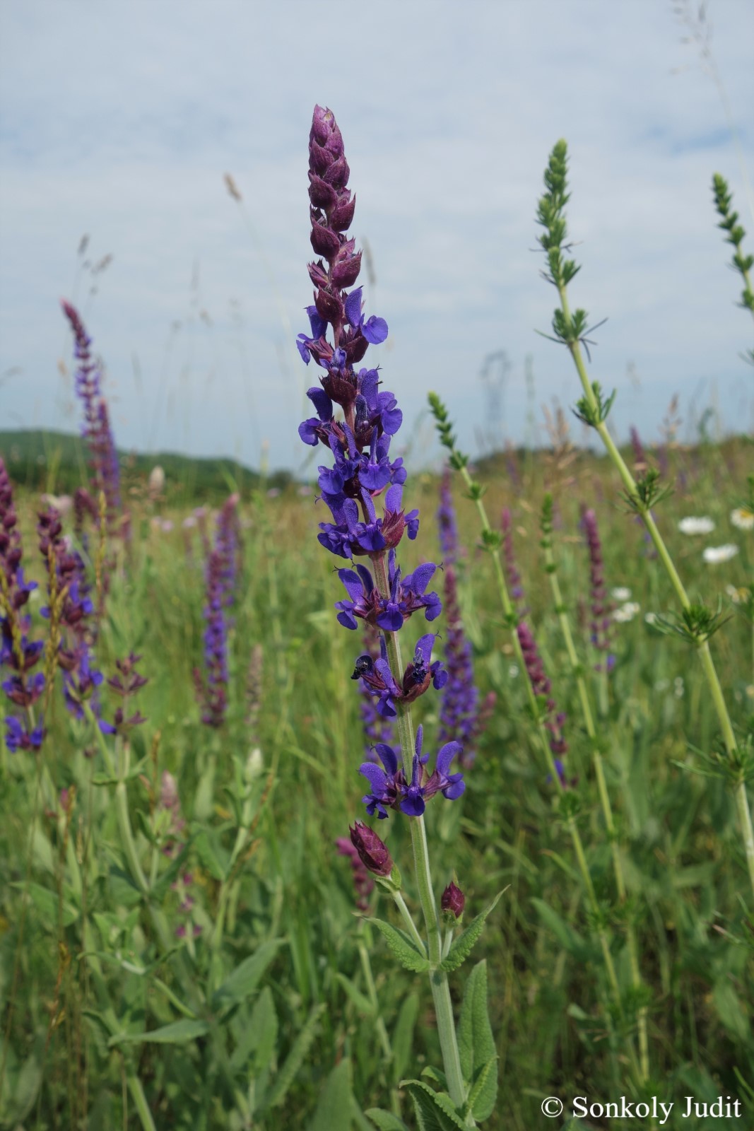 Salvia nemorosa L.