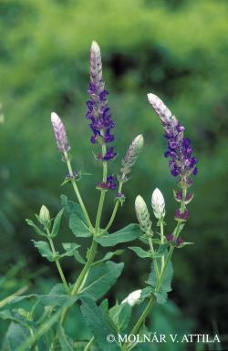 Salvia nemorosa L. 2.Image