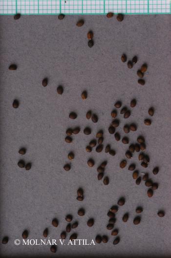 Salvia nemorosa L. 4.Image