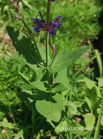 Salvia nemorosa L. 5.Image