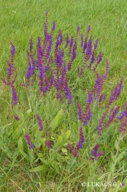 Salvia nemorosa L. 3.Image