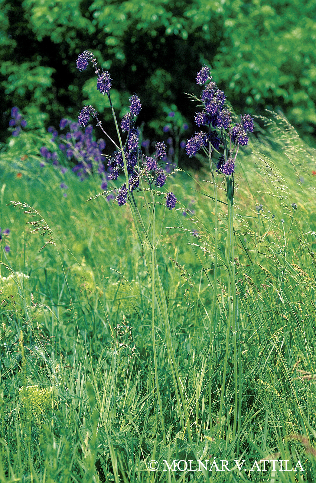 Salvia nutans L.