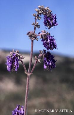 Salvia nutans L. 2.Image
