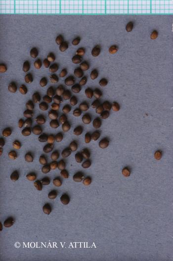 Salvia nutans L. 4.Image
