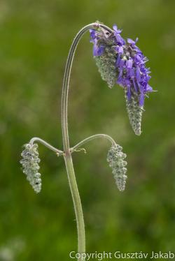 Salvia nutans L. 3.Image