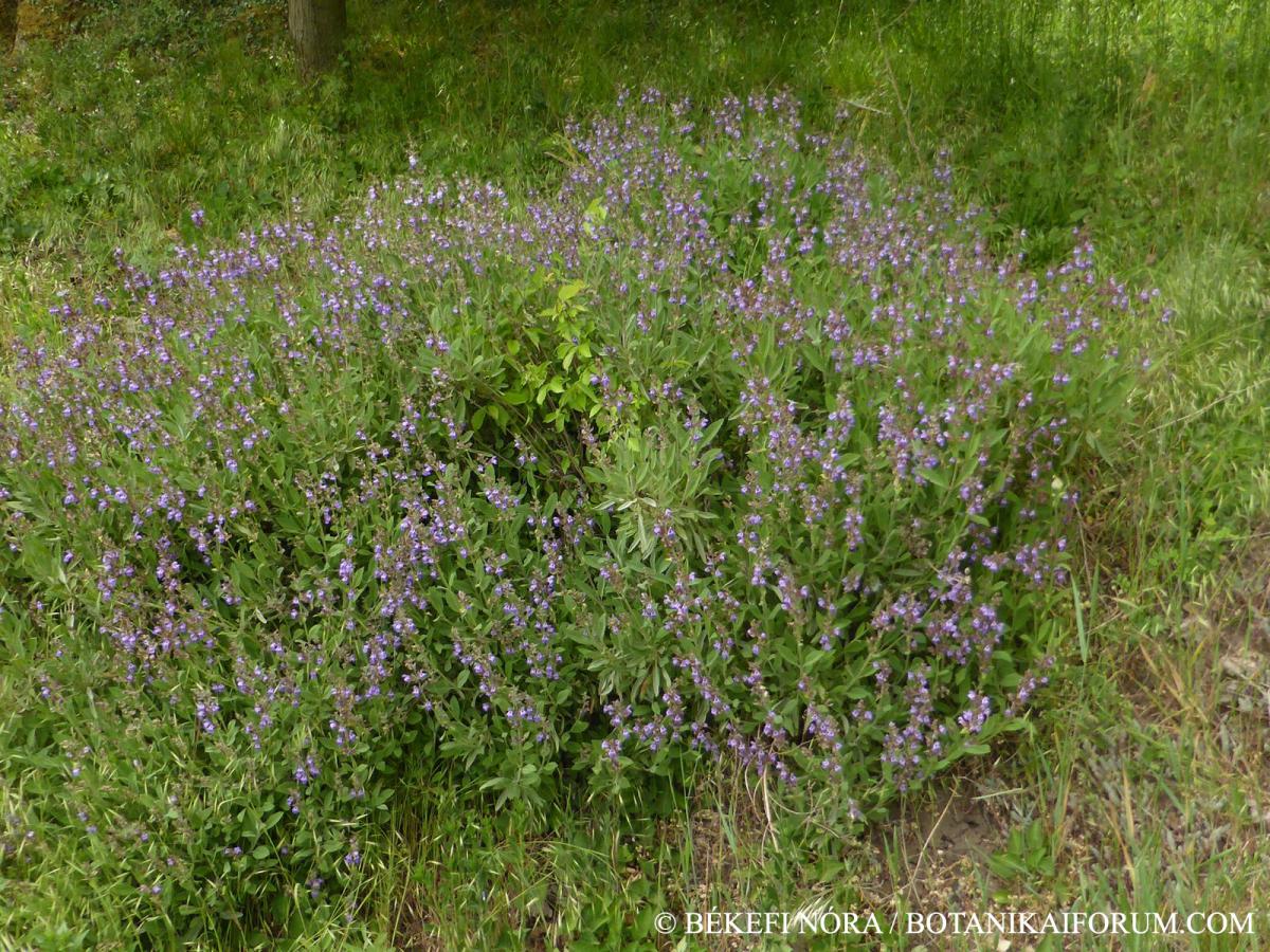 Salvia officinalis L.