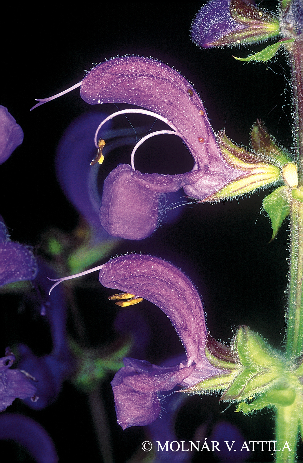 Salvia pratensis L.