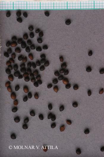 Salvia pratensis L. 3.Image