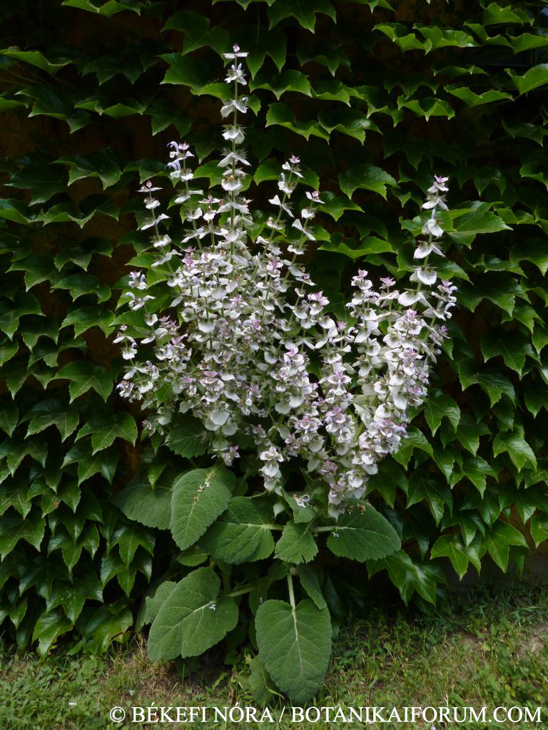 Salvia sclarea L.