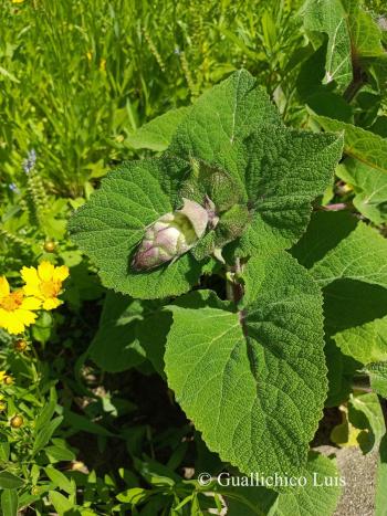 Salvia sclarea L. 4.Image