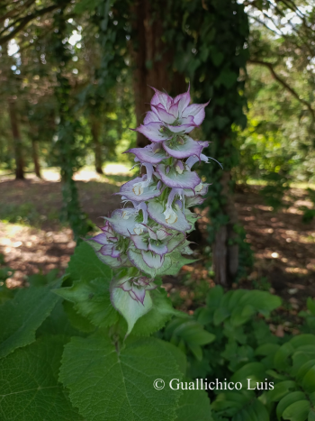 Salvia sclarea L. 3.Image