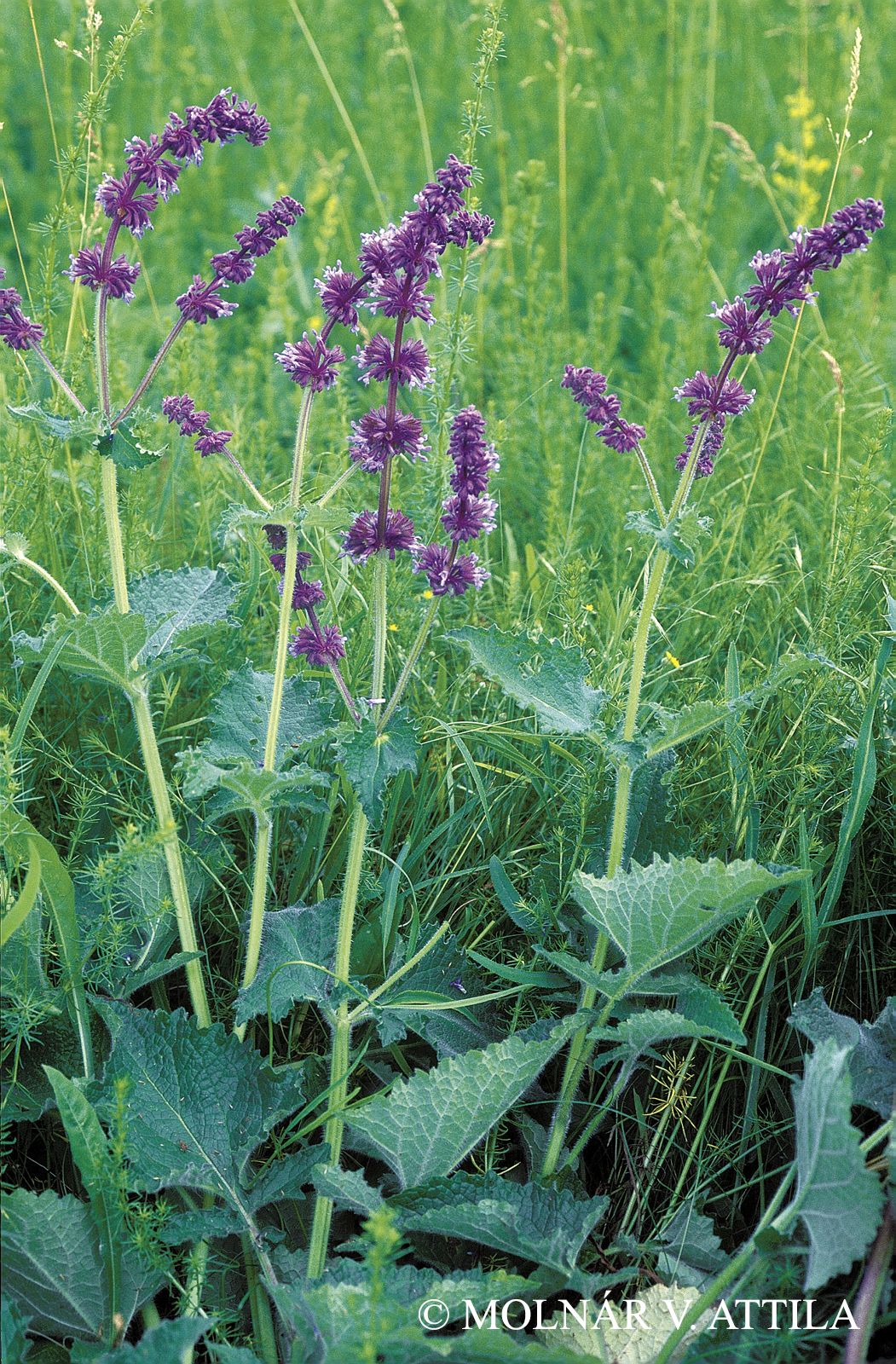 Salvia verticillata L.