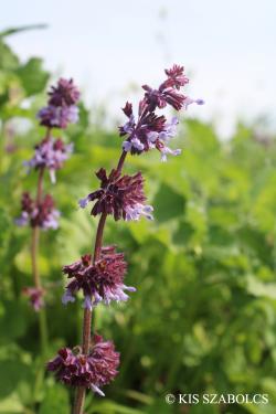 Salvia verticillata L. 2.Image