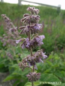 Salvia verticillata L. 3.Image