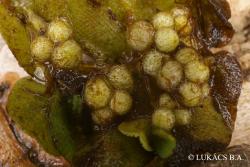 Salvinia natans (L.) All. 2.Image