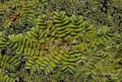 Salvinia natans (L.) All. 3.Image