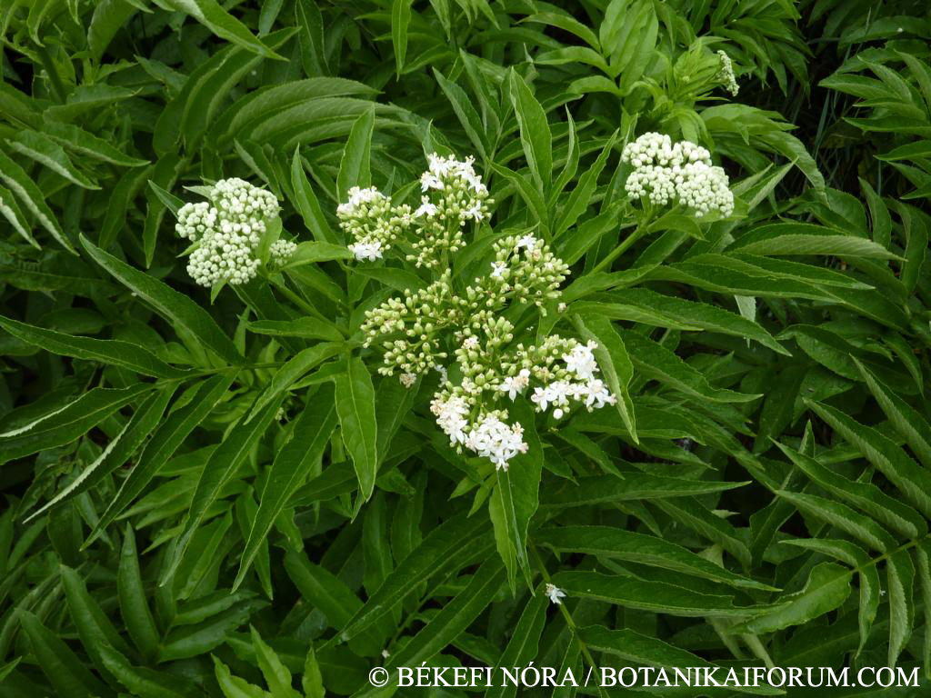 Sambucus ebulus L.