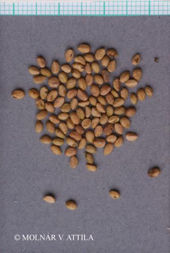 Sambucus ebulus L. 4.Image