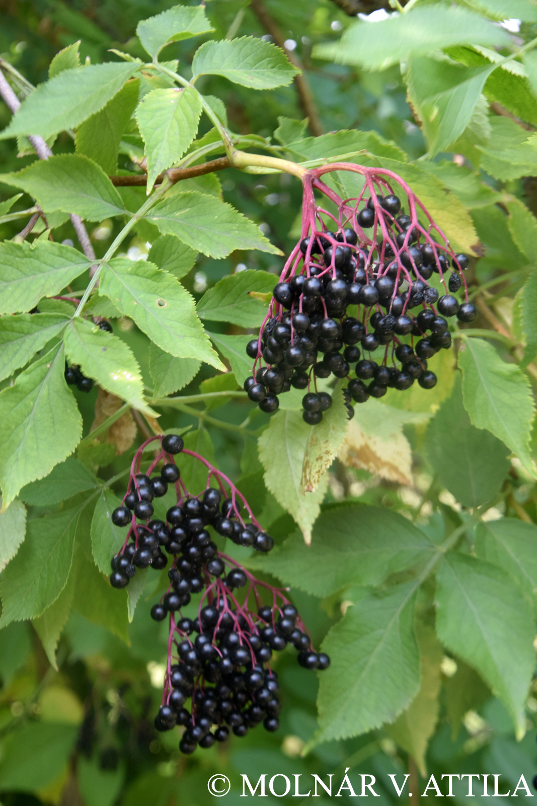 Sambucus nigra L.