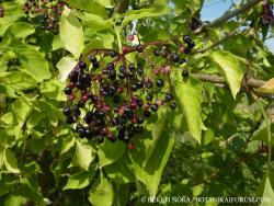 Sambucus nigra L. 2.Image