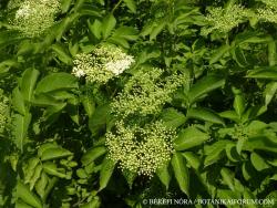 Sambucus nigra L. 3.Image